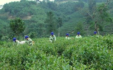 Farmers in Hung Khanh commune produce tea in accordance with VietGAP standards to meet the production of high quality goods.
