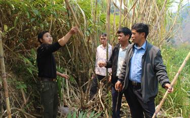Cán bộ nông nghiệp huyện Mù Cang Chải trao đổi, hướng dẫn nhân dân xã Hồ Bốn phát triển vùng mía hàng hóa.