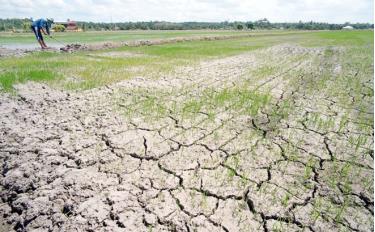 El Nino ảnh hưởng, nông dân Thái Lan được yêu cầu chỉ trồng một vụ lúa