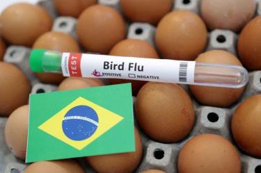 Cúm gia cầm độc lực cao A/H5N1 đã gây lo ngại lớn cho ngành nông nghiệp và y tế Brazil