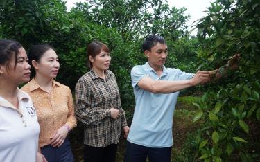 Mô hình trồng cây ăn quả của hộ anh Nguyễn Đức Linh ở thôn Khe Sừng cho thu tiền tỷ.