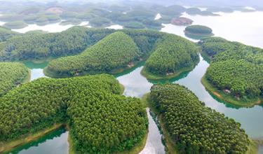 Large-timber forest area in Thinh Hung commune, Yen Binh district.
