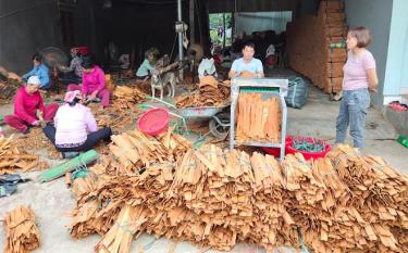 Workers of Vietnam Cinnamon Cooperative process cinnamon for export.