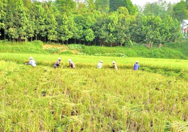 Đến nay, toàn huyện Yên Bình đã thu hoạch trên 70% diện tích lúa xuân, năng suất ước đạt 54,76 tạ/ha
