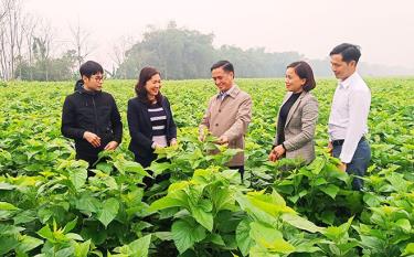 Bí thư Đảng ủy xã Việt Thành, huyện Trấn Yên (Yên Bái) Lê Thị Lụa (thứ hai từ trái sang) giới thiệu mô hình trồng dâu.