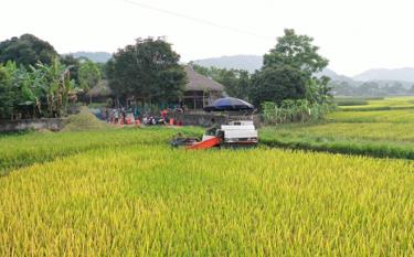 Luc Yen farmers harvest spring crop rice. (Photo: Van Tuan)
