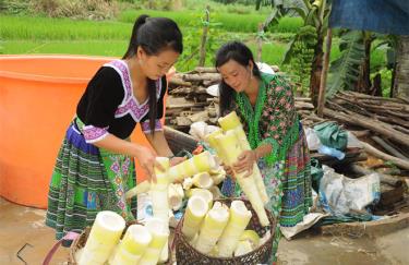 Farmers in Kien Thanh commune, Tran Yen district harvest “Bat do” bamboo shoots.
