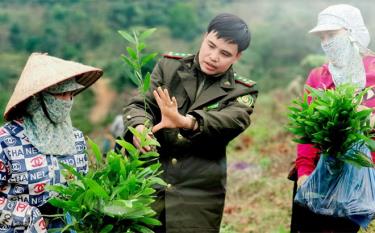 Cán bộ Hạt Kiểm lâm huyện Văn Chấn hướng dẫn người dân kỹ thuật chọn cây giống đạt tiêu chuẩn trồng rừng. (Ảnh: T.L)