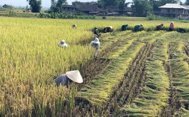 Locals of Dinh Cai village, Hanh Son commune, Nghia Lo township harvesting rice