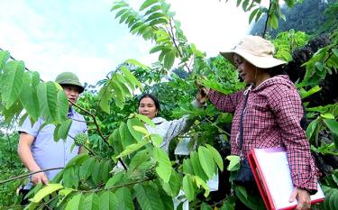 Lãnh đạo huyện Văn Chấn kiểm tra mô hình trồng na tại xã Suối Bu.