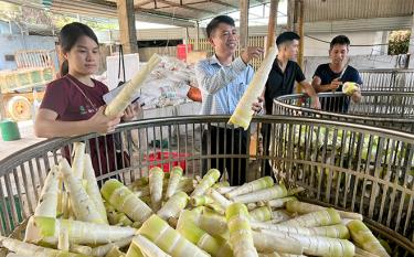 Măng Bát Độ được người dân xã Kiên Thành thu hoạch, mang bán tại các cơ sở thu mua tập trung.