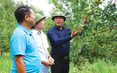 Lãnh đạo huyện Mù Cang Chải tham quan mô hình trồng lê tại xã Púng Luông