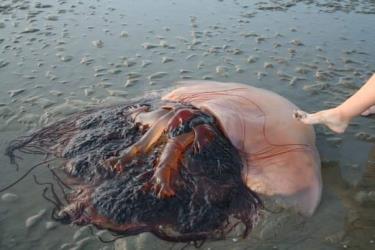 Bức ảnh chụp con sứa khổng lồ tại một bãi biển ở Hàn Quốc đang thu hút sự chú ý trên mạng xã hội.