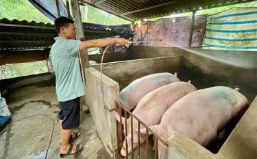 Anh Phạm Văn Năm vệ sinh chuồng trại chăn nuôi lợn nái.