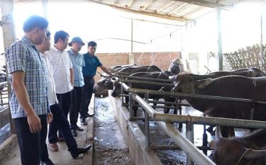 Lãnh đạo huyện Văn Yên kiểm tra mô hình nuôi trâu theo Nghị quyết 69 của HĐND tỉnh tại xã Yên Hợp.