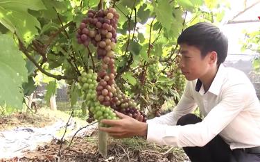 Anh Nguyễn Văn Chi kiểm tra chất lượng nho trước khi thu hoạch.