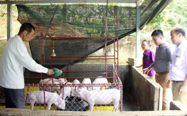 Ông Ngô Quốc Khánh chia sẻ với lãnh đạo xã An Bình, huyện Văn Yên về kỹ thuật chăn nuôi lợn nái để có con giống tốt.