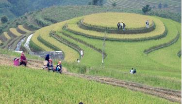 Mu Cang Chai terraced fields draw visitors.