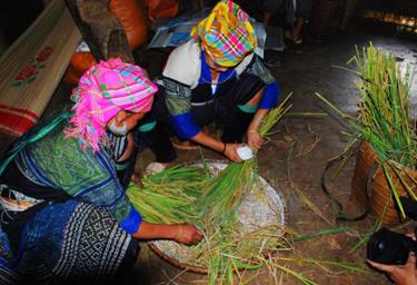 Lúa mới dùng để làm lễ cúng cơm mới của người Mông Mù Cang Chải.