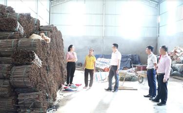 Cán bộ Ngân hàng Chính sách xã hội huyện Văn Yên kiểm tra mô hình vay vốn sản xuất kinh doanh sản phẩm quế tại xã Yên Hợp.