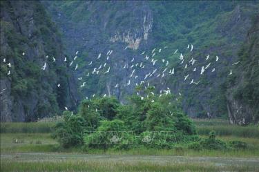 Hàng nghìn, hàng vạn con cò bay lượn trên Đầm Vân Long, Ninh Bình. Ảnh tư liệu