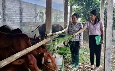 Cán bộ Ngân hàng Chính sách xã hội thị xã Nghĩa Lộ kiểm tra thực tế mô hình chăn nuôi của hộ bà Đinh Thị Siêng.