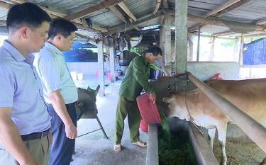Lãnh đạo Phòng Nông nghiệp và Phát triển nông thôn huyện Lục Yên kiểm tra tình hình phát triển chăn nuôi gia súc tại xã Lâm Thượng.