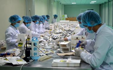 Production of Shan Thinh Docynia indica tea of The Gia Food and Oriental Medicine Production JSC. Photo Quang Tuan
