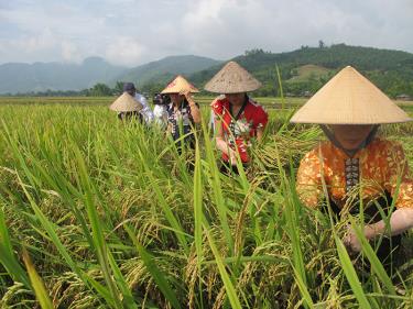 Thu hoạch lúa trên cánh đồng Mường Lò