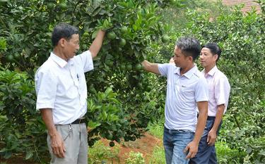 Mô hình sản xuất cây ăn quả theo tiêu chuẩn VietGAP của Hợp tác xã Trồng cây ăn quả và Dịch vụ tổng hợp Bình Thuận, xã Bình Thuận, huyện Văn Chấn.  Ảnh: Thanh Tân