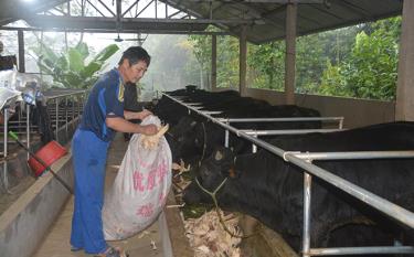 Một mô hình nuôi trâu, bò ở thôn Sông Hồng, xã Xuân Ái phát triển tốt.