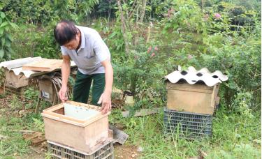 Cựu chiến binh Lương Văn Đông ở thôn Đồng Lần, xã Cường Thịnh, huyện Trấn Yên chăm sóc ong mật.