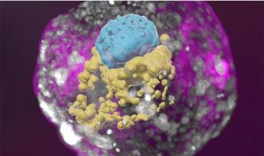 Một mô hình phôi người trong nghiên cứu, có nguồn gốc từ tế bào gốc cho thấy các tế bào màu xanh (phôi), tế bào màu vàng (túi lòng đỏ) và tế bào màu hồng (nhau thai)
