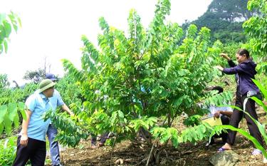 Lãnh đạo Trung tâm và huyện Văn Chấn kiểm tra thực địa mô hình trồng na của người dân xã Suối Bu.