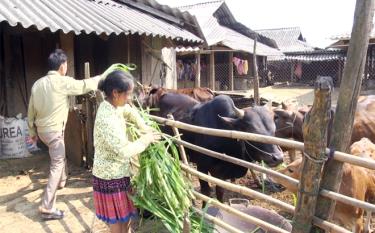 Mô hình chăn nuôi của người dân bản Cu Vai, xã Xà Hồ, huyện Trạm Tấu.