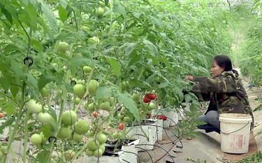 Mô hình trồng rau an toàn của gia đình chị Bùi Thị Quỳnh, thôn Yên Hòa, xã Yên Hợp, huyện Văn Yên mang lại hiệu quả kinh tế cao.