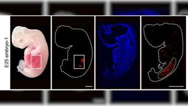 Mô phỏng cho việc đưa tế bào gốc của người vào phôi lợn. (Ảnh: J. Wang và cộng sự/Tế bào gốc tế bào 2023.)