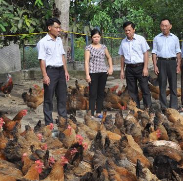 Đồng chí Hoàng Kim Trọng - Phó Bí thư Thường trực Huyện ủy Lục Yên (thứ 2 từ phải sang) thực tế mô hình nuôi gà của người dân xã Mai Sơn.