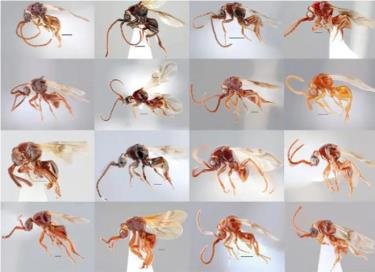 16 loài ong ký sinh mới tại Việt Nam đã được thêm vào nhóm Loboscelidia dựa trên các đặc điểm vật lý độc đáo của chúng