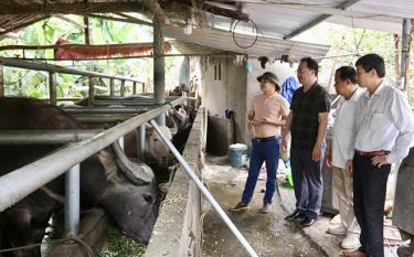 Lãnh đạo Hội Nông dân tỉnh kiểm tra hiệu quả mô hình chăn nuôi trâu của nông dân huyện Yên Bình.