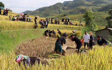 Hoạt động thi gặt lúa nhanh thu hút nhiều du khách trải nghiệm.
