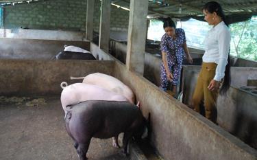 Phát triển chăn nuôi lợn đã giúp gia đình bà Hoàng Thị Mai, thôn An Thịnh, xã Kiên Thành, huyện Trấn Yên có điều kiện nâng cao đời sống.