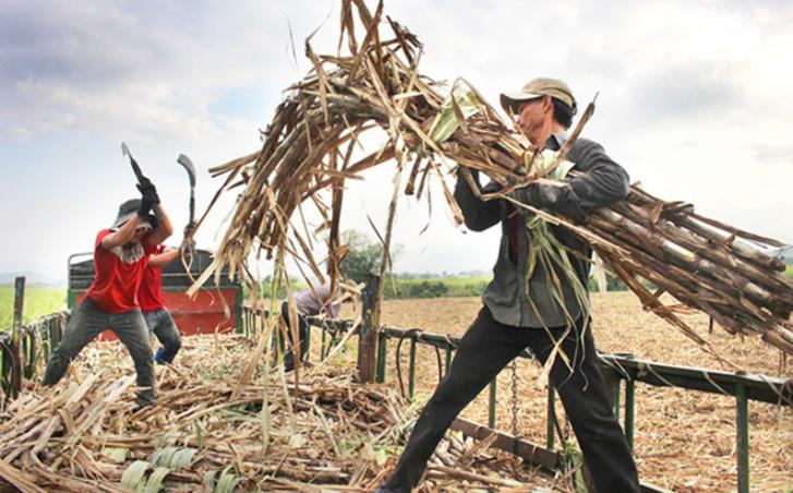 Nông dân nghèo huyện miền núi Khánh Vĩnh, Khánh Hòa làm nghề chặt mía thuê